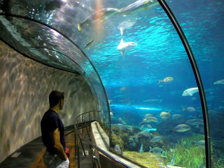 El acuario de Barcelona, una visita obligada (clickear para agrandar imagen)